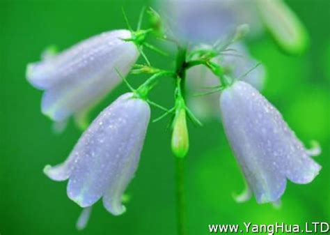 風鈴花花語|風鈴草的花語：創造力,我愛你,亦為放手